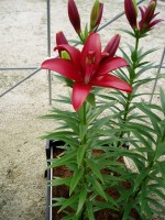 [1664 BlackBurn No02.JPG]